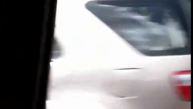 Стадо коров в Амазонии смотреть онлайн