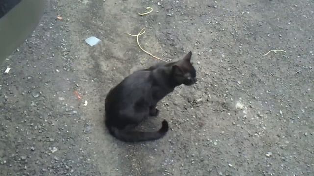 Самый умный чёрный котик смотреть онлайн