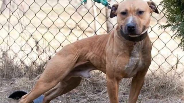 🔥QUE ES EL GAME O FINURA en el AMERICAN PIT BULL TERRIER смотреть онлайн