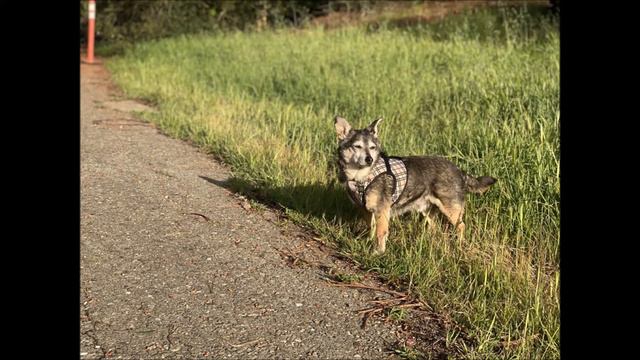 Bluejay, a male Terrier mix at Muttville смотреть онлайн