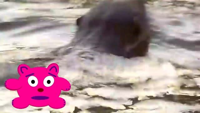 LenMaksKids изучают животных в лесу. Заполняем обучающую книжку с наклейками