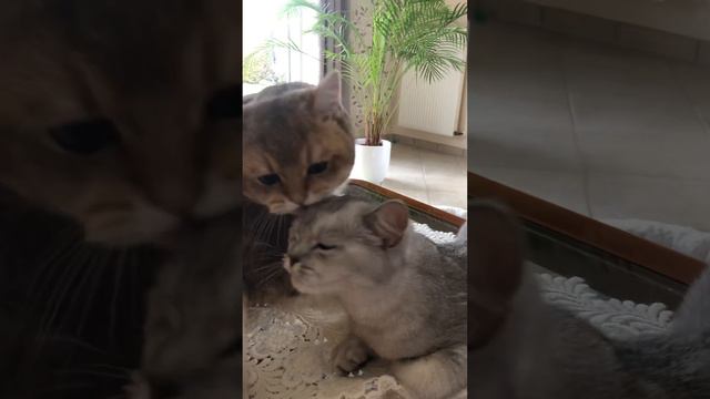 На это можно смотреть вечно Любовь одним словом ❤️ смотреть онлайн