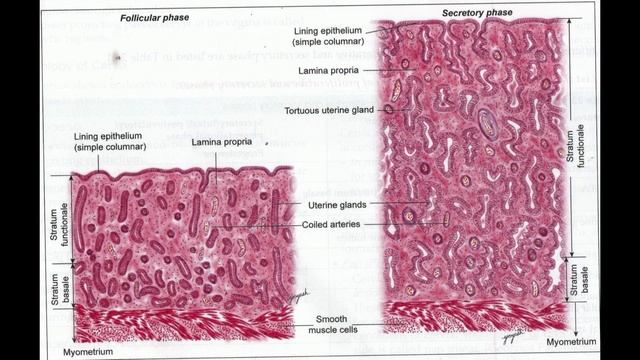 Female Reproductive System Histology смотреть онлайн