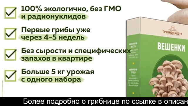 Домашняя грибница купить в спб смотреть онлайн