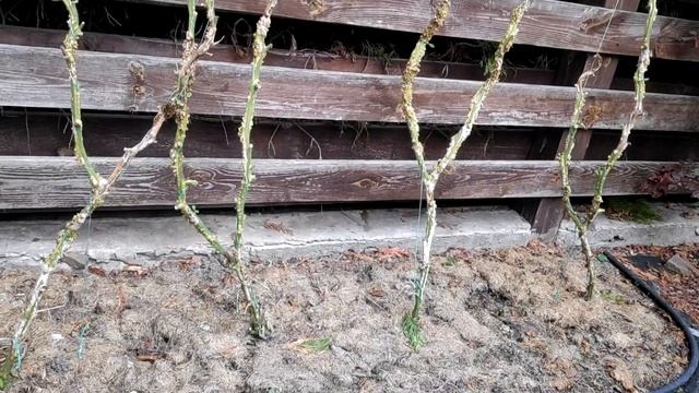 Новые опоры для томатов смотреть онлайн