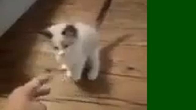 Play Time and Forever Home смотреть онлайн