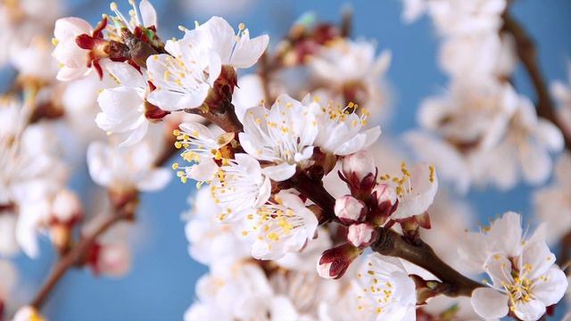 Цветы распускаются под музыку. смотреть онлайн