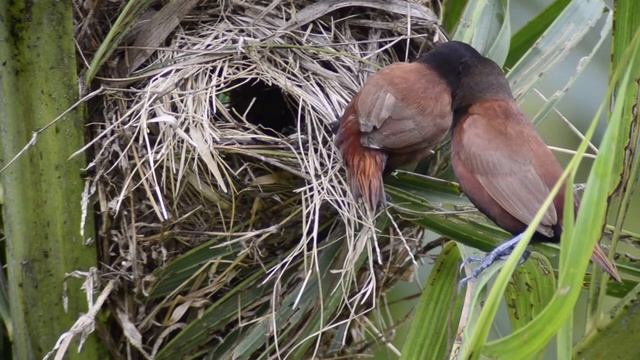 Chestnut Munia Birds Philippines And 50 Reasons To Celebrate