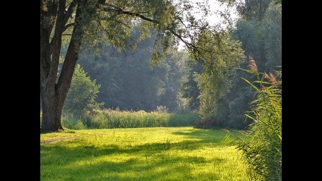 В лесу над росистой поляной смотреть онлайн