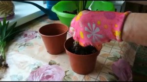 АРЕКА ХРИЗАЛИДОКАРПУС. РАЗМНОЖЕНИЕ И ПОСАДКА ПОСЛЕ ПОКУПКИ