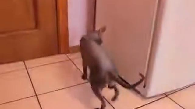 ГОВОРЯЩИЙ КОТ!!! 'Как дела' 'Нормально смотреть онлайн