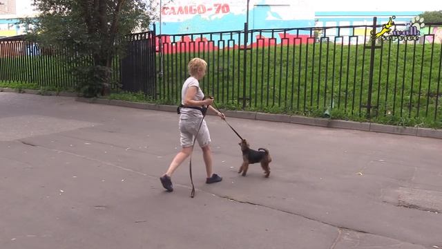 Медитация на корм с палкой в зубах, дрессировка возбудимой собаки смотреть онлайн