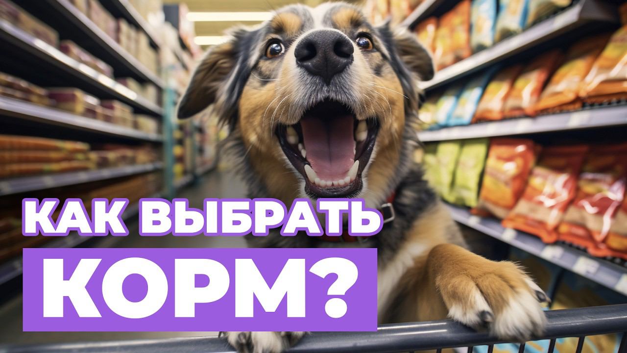 Что нужно знать о ВЫБОРЕ КОРМА и как правильно РАССЧИТАТЬ ПОРЦИЮ. Рекомендации от школы "ЛавГав" смотреть онлайн