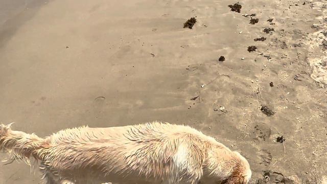 Нячанг Вьетнам , прогулка по пляжу Океанус смотреть онлайн