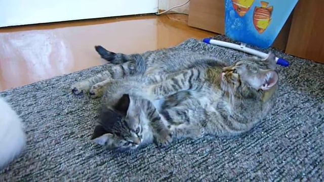 Кошки Катя и Даша смотреть онлайн