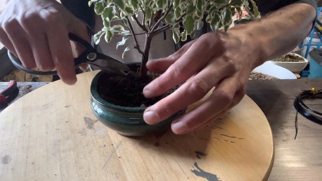 BONSAÏ ? Pittosporum ? смотреть онлайн