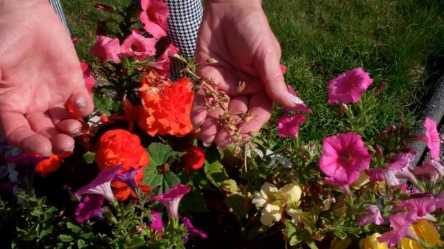 DIY -  Petunien Vermehren - Lilo Siegel