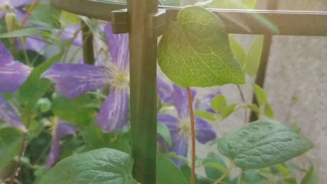 鐵線蓮．紮染 Clematis 'Tie Dye' смотреть онлайн