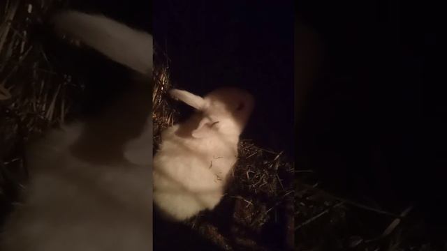 Чем можно заняться на пенсии,ну конечно разведением кроликов..... смотреть онлайн