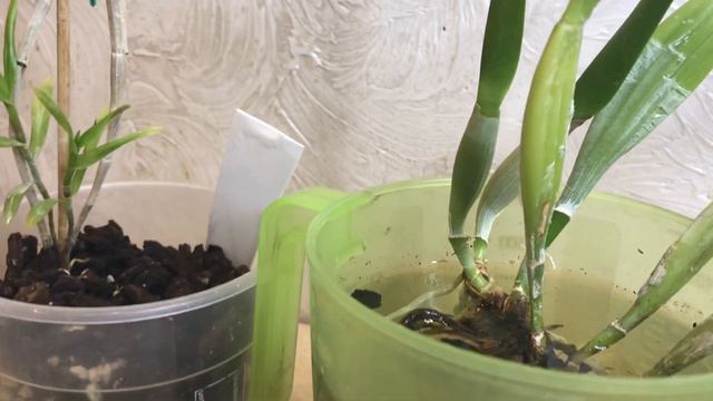 Коробка орхидей! Спасибо вам, моя Ютубовская семья! смотреть онлайн