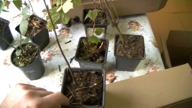 Посылка из интернет-магазина ОПТ-ХОЗ. смотреть онлайн