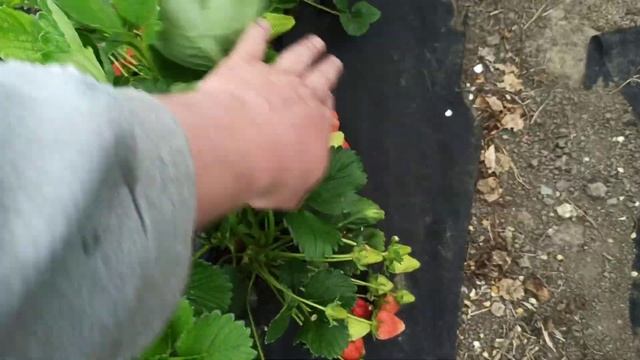 Клубника Кабрилло 15 апреля первый сбор смотреть онлайн