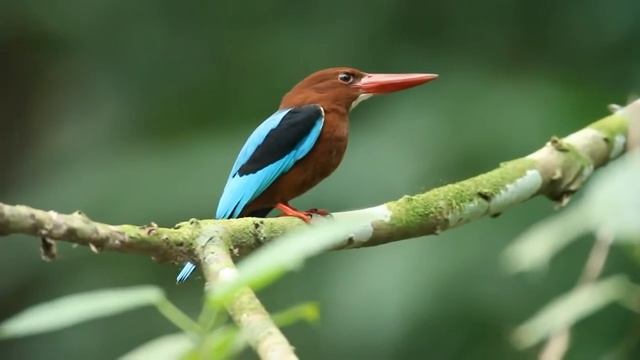 необычные и редкие птицы нашей планеты смотреть онлайн