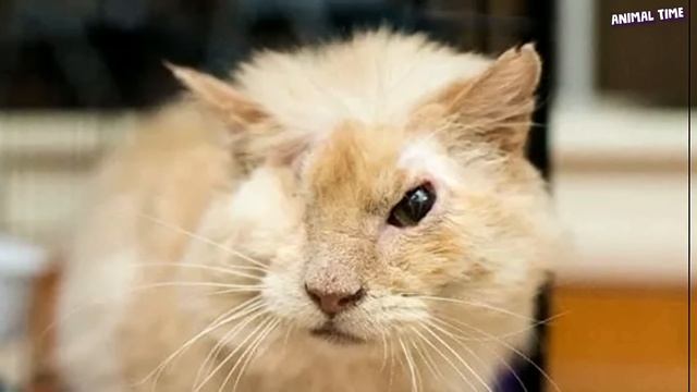 Несмотря на все раны, он не перестал любить и доверять людям.. смотреть онлайн