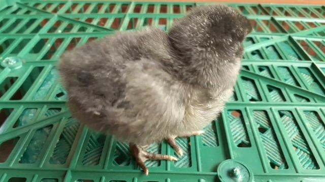 цыплята кур Джерсийский Гигант купить чтобы не обманули смотреть онлайн