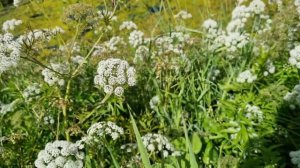 ВЕХ ЯДОВИТЫЙ. ОЧЕНЬ ОПАСЕН.  Он повсюду, даже в городском парке. А мы не замечаем.