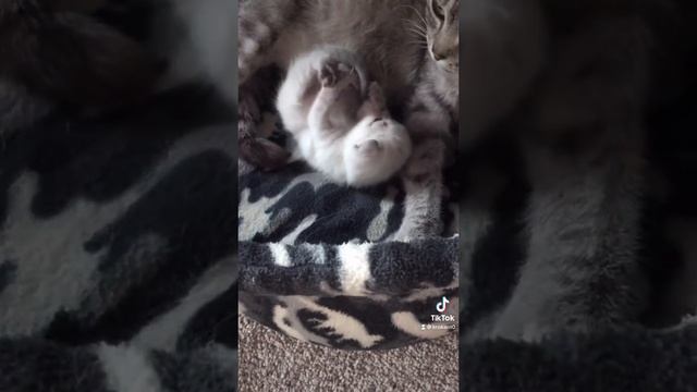 Кошка мать..