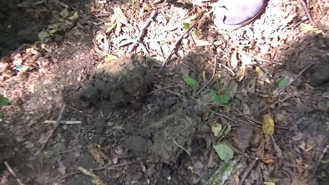 НОВЫЕ НАХОДКИ НА НОВОМ МЕСТЕ! КОП ПО СТАРИНЕ В Лесу 2020