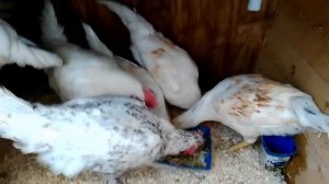 Мясо Петухов - ОТКОРМ Часть1 / Cock feeding on meat -  part 1