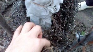 Укрытие ХУРМЫ на зиму, результат