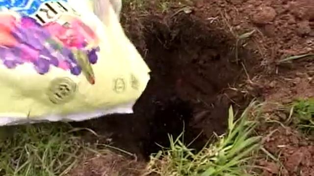 Посадка лиственниц смотреть онлайн