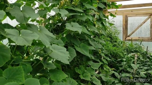 У каждого свой ОПЫТ ? Я не против если?! Как живут в деревне смотреть онлайн