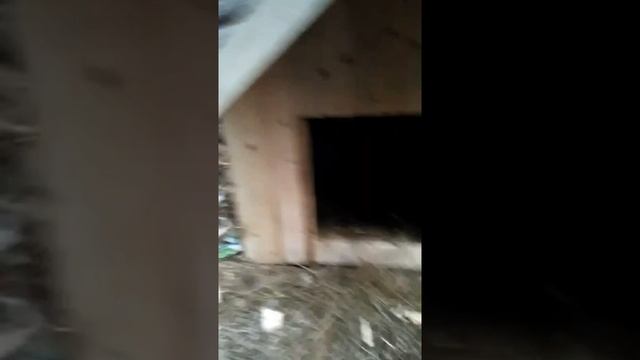 будка для собаки