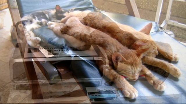 Рыжие коты. 3 задание по уроку Алексея Радонца. смотреть онлайн