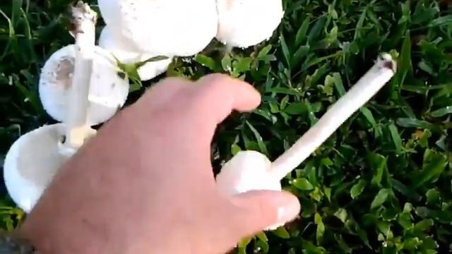 Mushroom Identification help смотреть онлайн