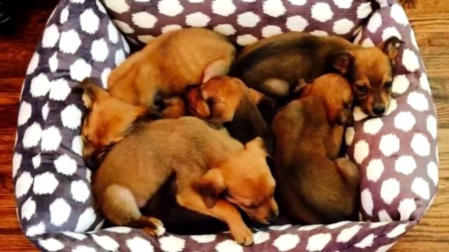 Семья нашла в лесу коробку с надписью: «Пристрелить». Содержимое ошарашило.. смотреть онлайн