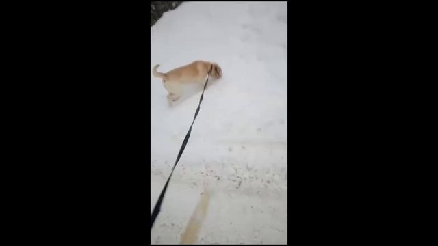 Риччи радуется снегу на прогулке. смотреть онлайн