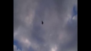 Николаевские голуби. Pigeons. Просто так.