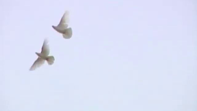 Свадебный клип Ногинск смотреть онлайн