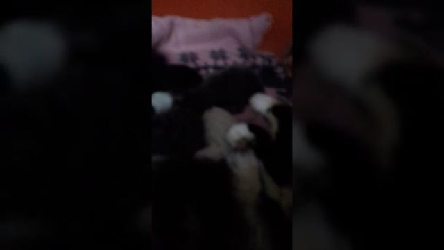 У нашей кошки родились котята 4 роды смотреть онлайн