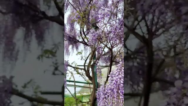 Глициния на даче/Вистерия/Звуки природы?? смотреть онлайн