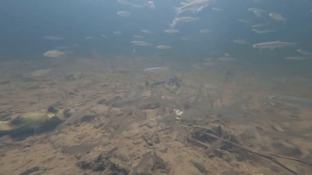 ВОЛШЕБНАЯ МАЗЬ ДЛЯ ПРИКОРМКИ В ДЕЙСТВИИ РЫБА СЛИЗЫВАЕТ С ПЕСКА смотреть онлайн