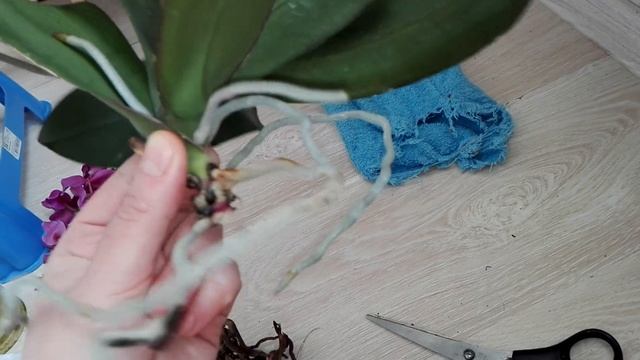 Потеря тургора. Корней мало. Омоложение Орхидеи, может что получится. смотреть онлайн