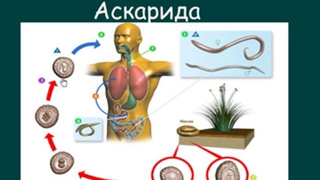 паразитические круглые черви смотреть онлайн