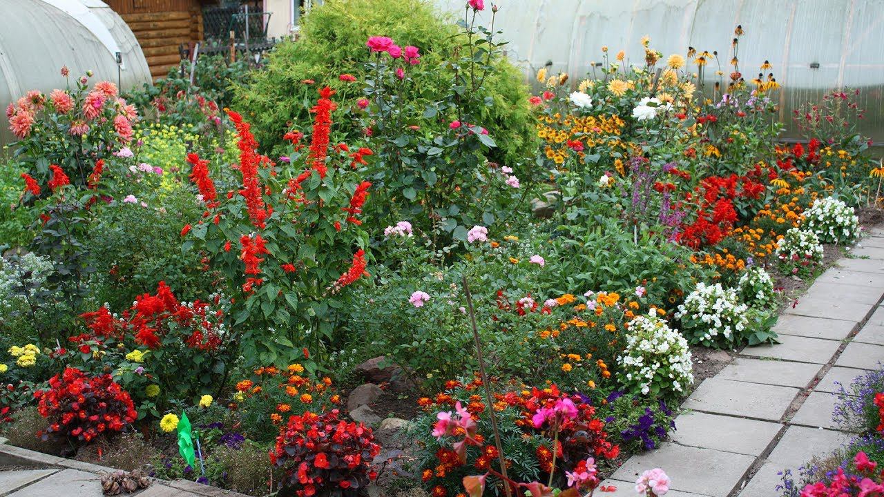 Самые неприхотливые цветы Семена для начинающих и не только смотреть онлайн