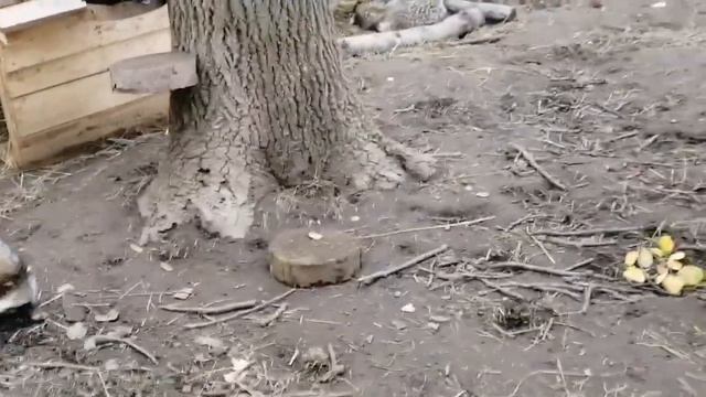 Угощение для енотов. Парк Земля прайда. смотреть онлайн